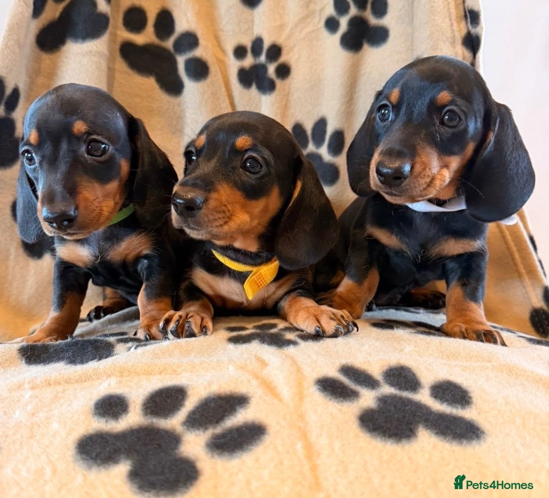 Miniature Dachshund dogs Beautiful Miniature Dachsund Puppies - Advert 2