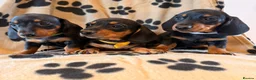 Miniature Dachshund dogs for sale: Beautiful Miniature Dachsund Puppies - Advert 2