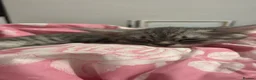 British Shorthair cats for sale: Silver tipped BSH - Advert 7