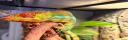 Chameleon reptiles for sale: Very friendly Panther Chameleon in Aylesford - Advert 4