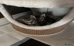 Bengal cats for sale: STUNNING BENGAL KITTENS  - Image 4