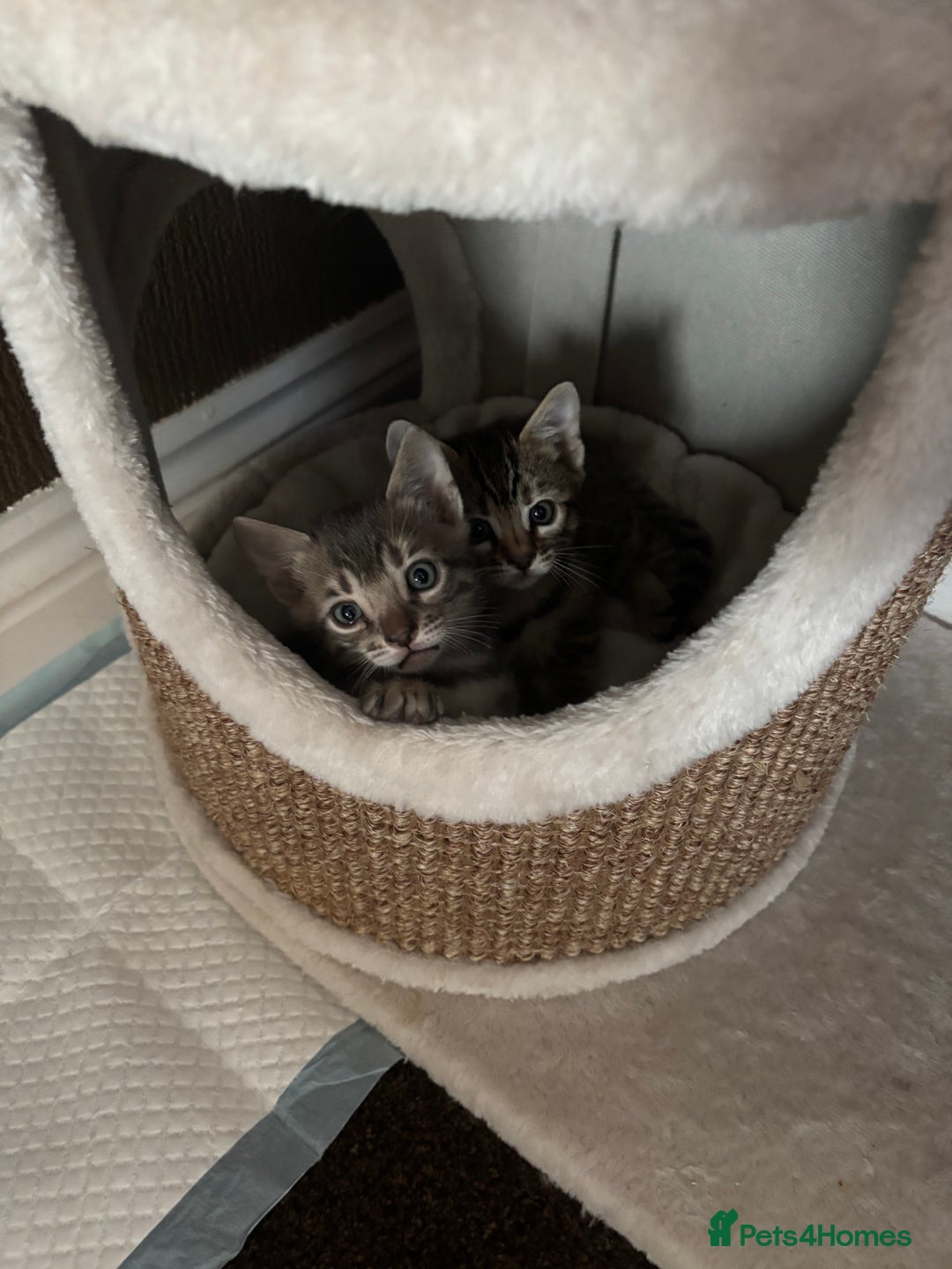 Bengal cats for sale: STUNNING BENGAL KITTENS  - Image 4