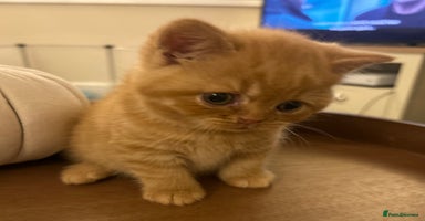 British Shorthair cats TICA Registered British Shorthair Kittens - Advert 5