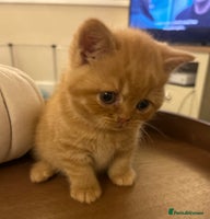 British Shorthair cats TICA Registered British Shorthair Kittens - Advert 6
