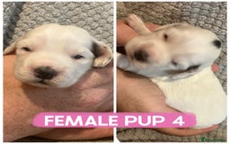Cocker Spaniel dogs for sale: Cocker spaniel puppies  - Image 5