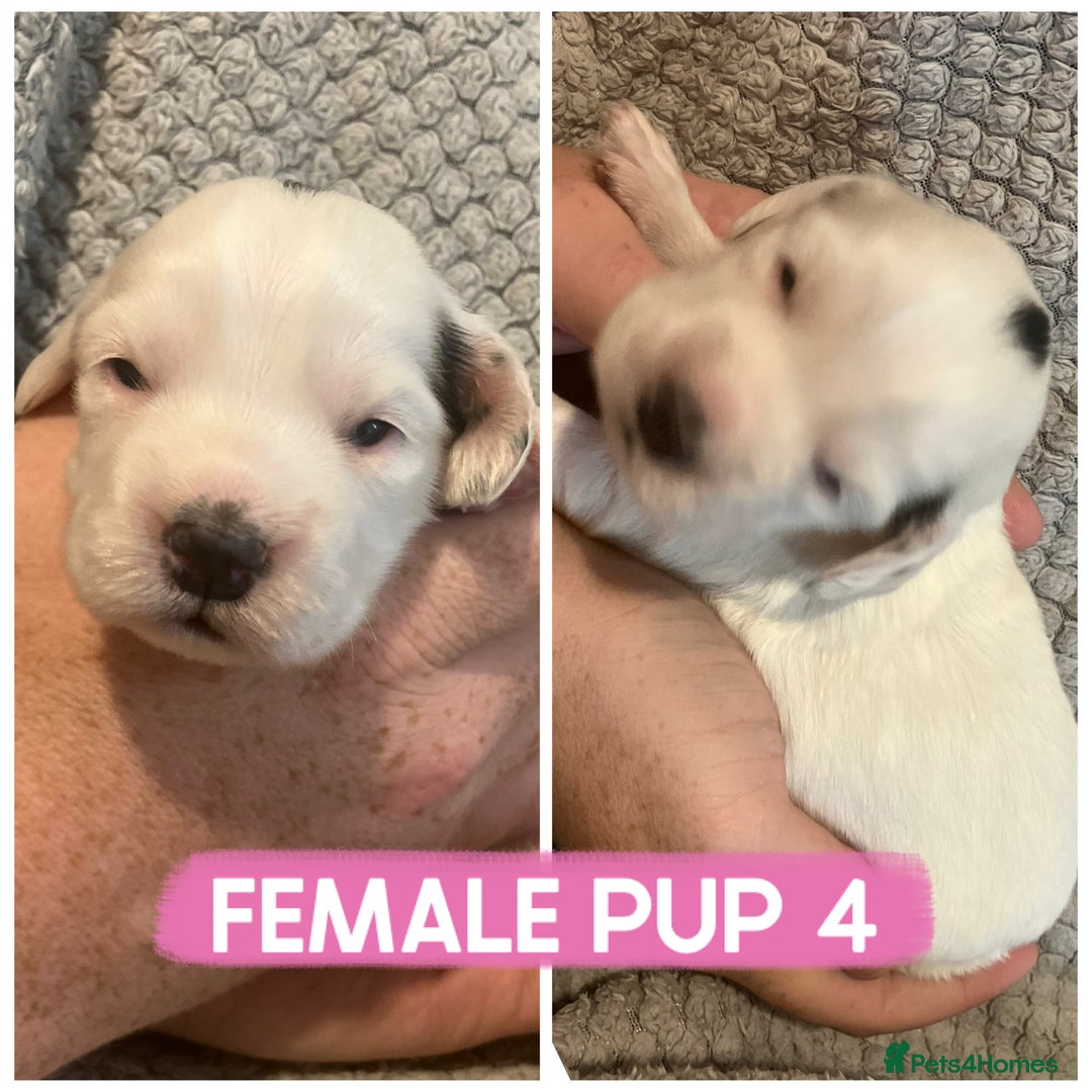 Cocker Spaniel dogs for sale: Cocker spaniel puppies  - Image 5
