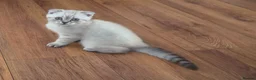 Scottish Fold cats for sale: Scottish Fold - Advert 3