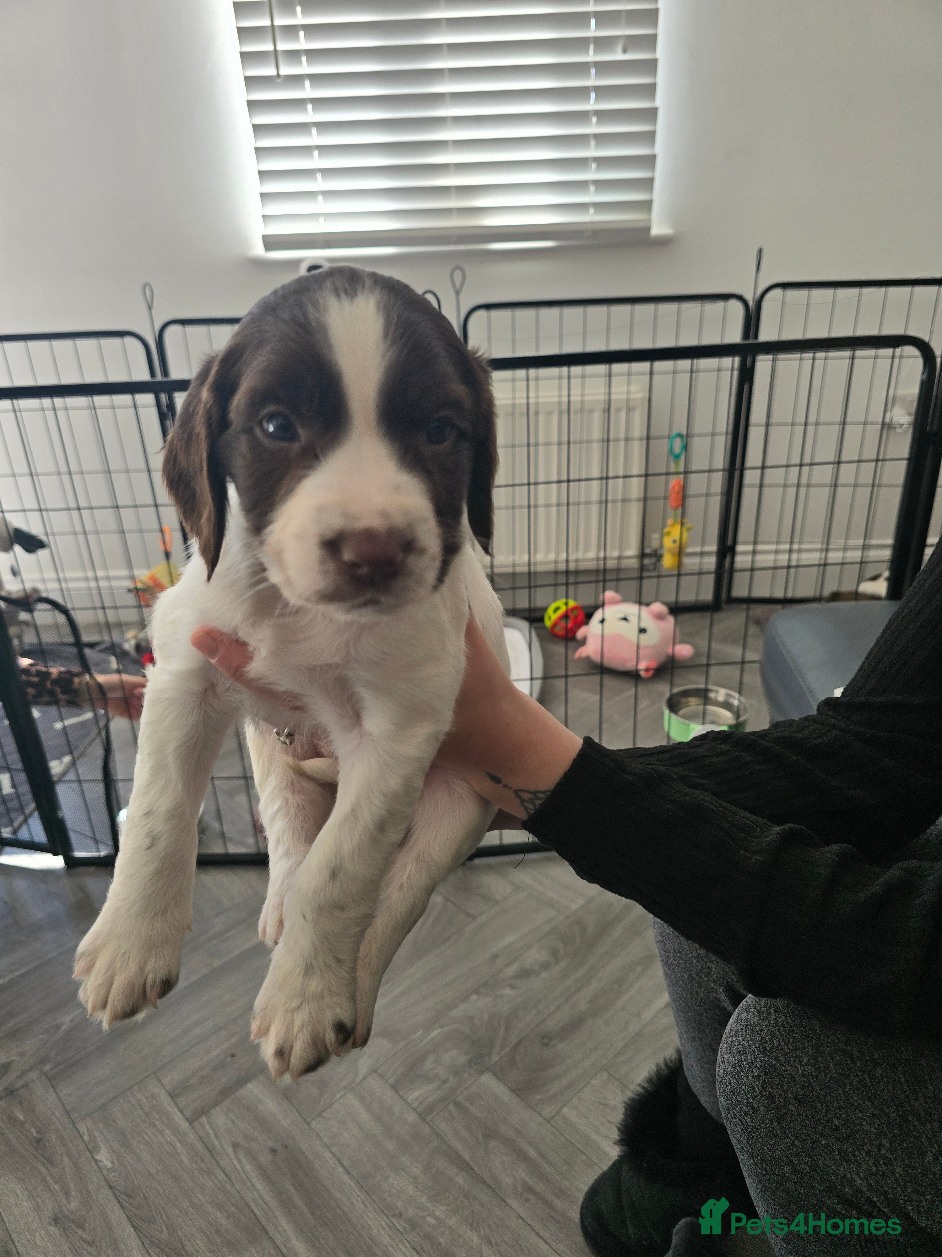 Sprocker dogs Beautiful sprocker puppies  - Advert 2