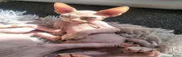 Sphynx cats for sale: Little sweet sphynx boys ready for new home 🐾 - Advert 19