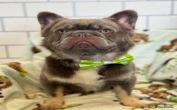 French Bulldog dogs for stud: Blue fluffy stud available  - Image 1