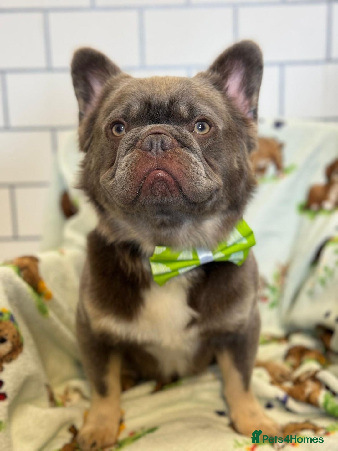 French Bulldog dogs for stud: Blue fluffy stud available  - Image 1
