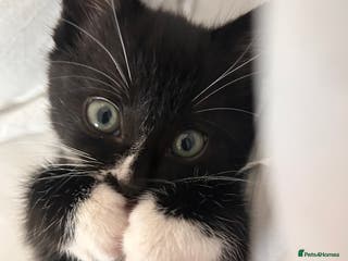 Mixed Breed cats Willow - Advert 1