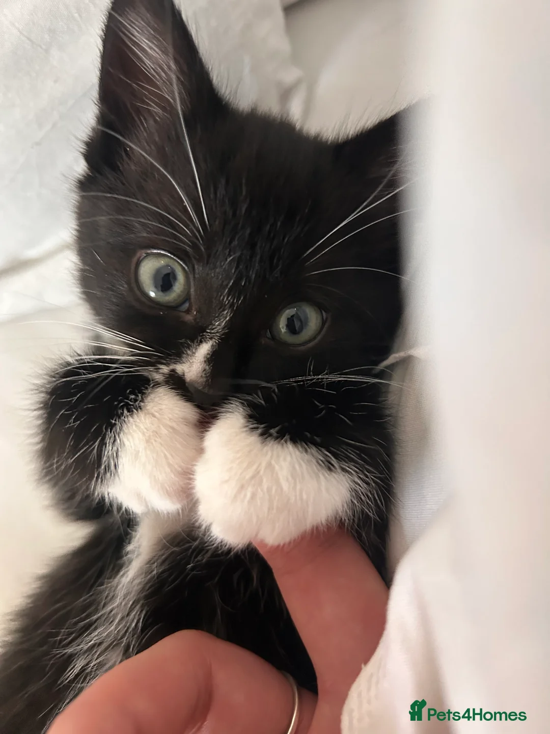 Mixed Breed cats for sale: Willow  - Advert 1