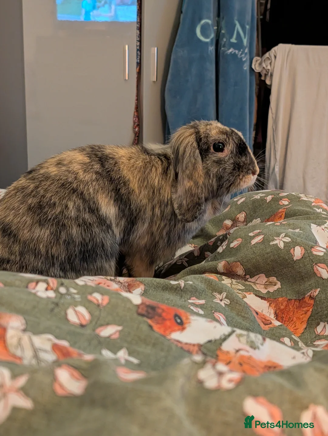 Mini Lop rabbits for sale: Mini Lop & Lion head  in Derby - Advert 2