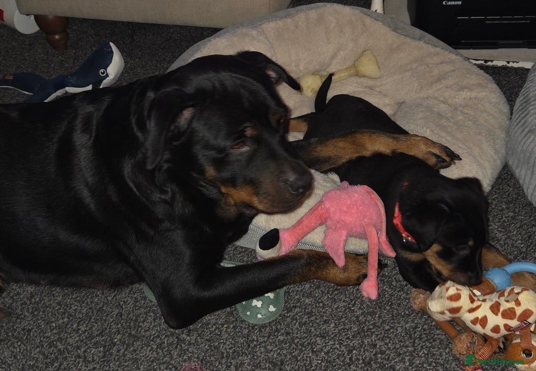 Rottweiler dogs for sale: Indie & dozer puppies  - Advert 1
