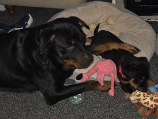 Rottweiler dogs Indie & dozer puppies - Advert 1