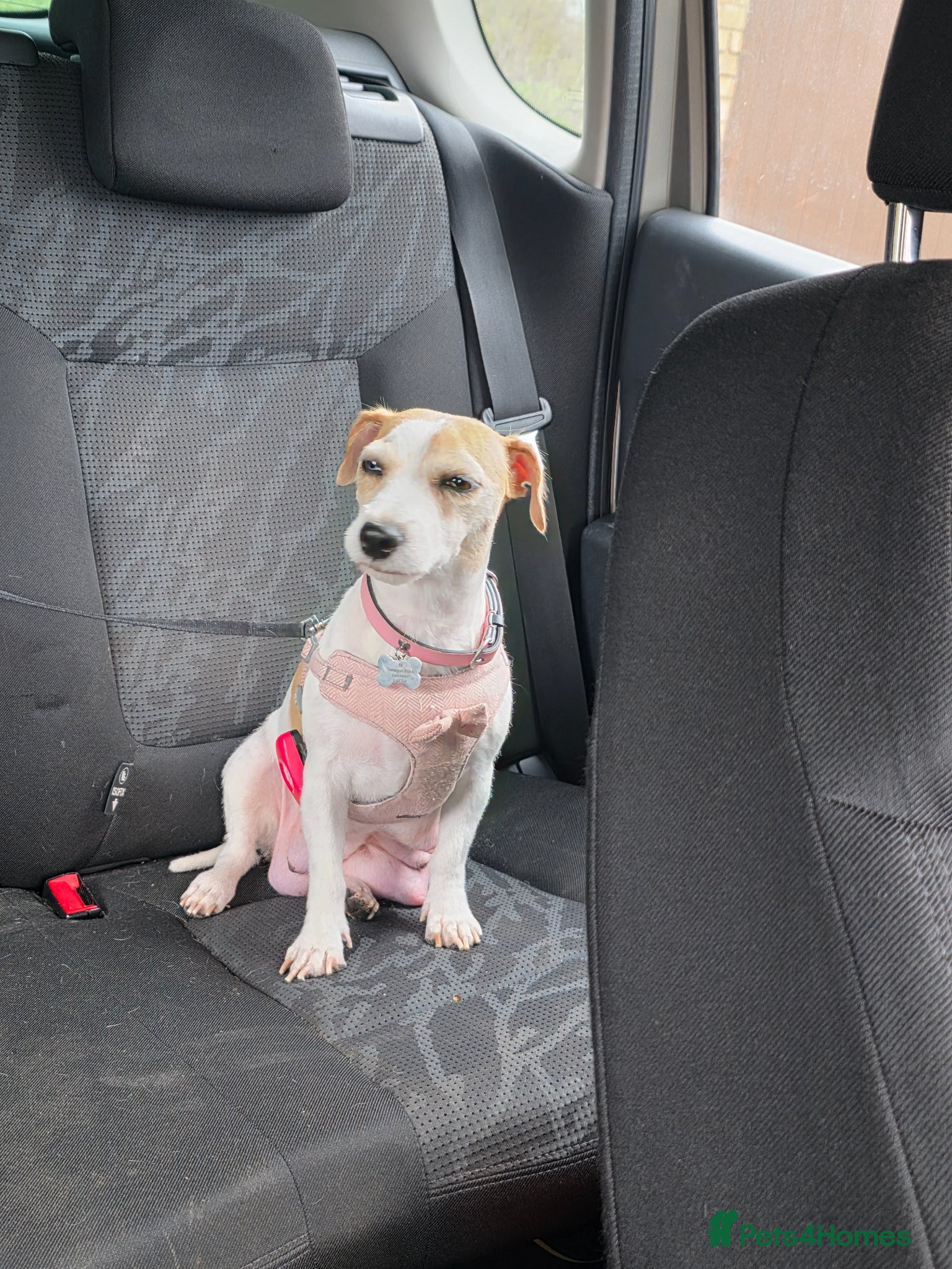 Jack Russell dogs Miniature Jack Russell Babies  - Advert 18