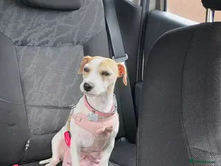 Jack Russell dogs Miniature Jack Russell Babies - Advert 18