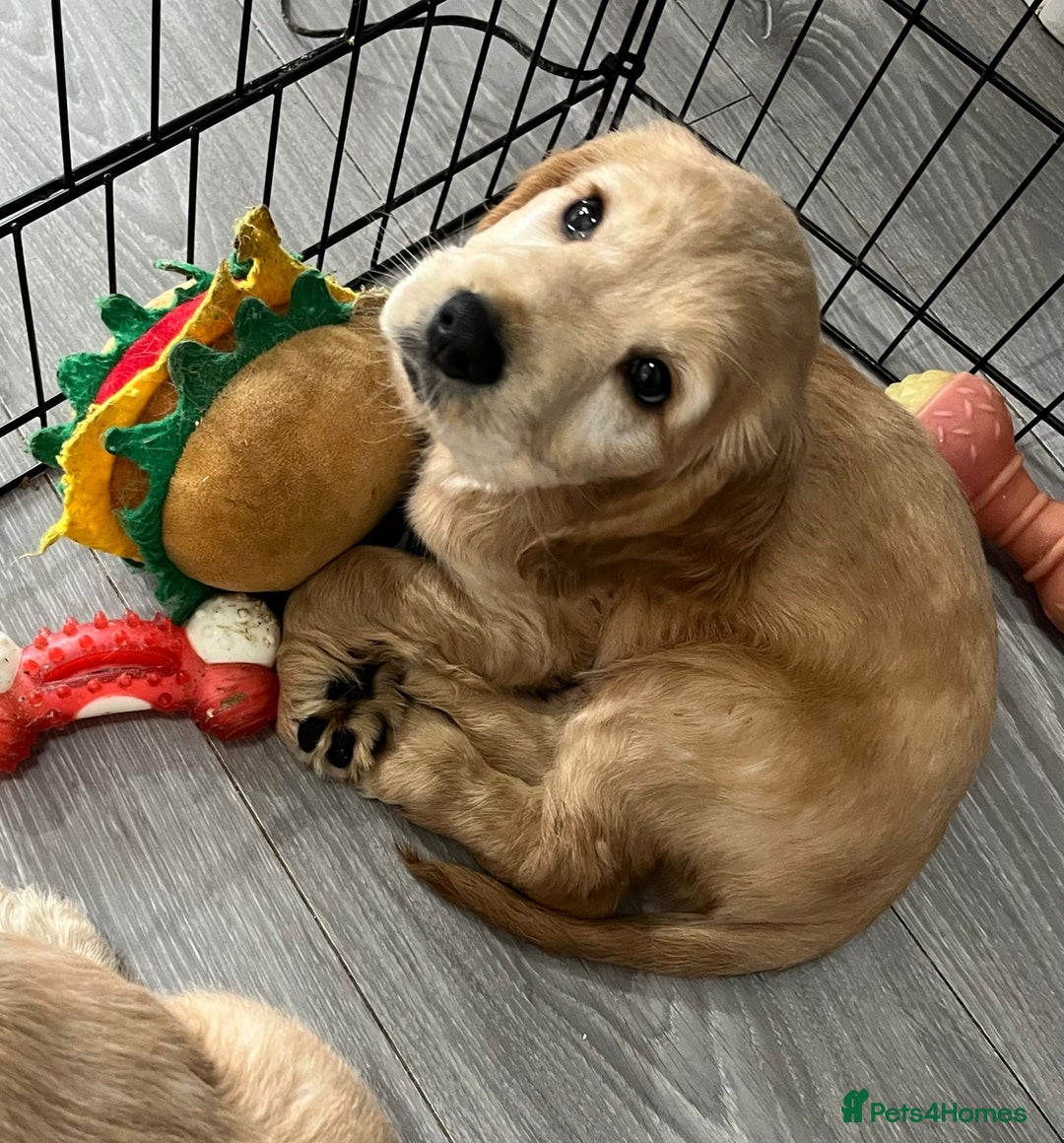 Cocker Spaniel dogs for sale: Cocker spaniel  - Advert 7