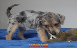 Mixed Breed dogs for sale: Parson Russell Cross Puppies  - Image 26