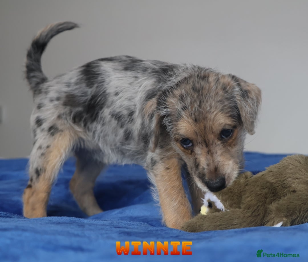 Mixed Breed dogs for sale: Parson Russell Cross Puppies  - Image 26
