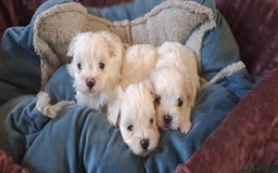 Maltese dogs for sale: Maltese puppies  - Image 4