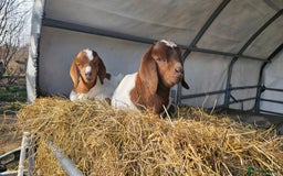 Goats livestock for sale: Pedigree Proven Boer Buck - Image 5