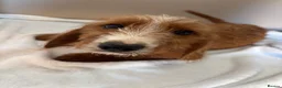 Jackshund dogs for sale: Boy & girl puppies  - Advert 5