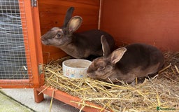 Rex rabbits for sale: Beautiful chocolate mini rex girls - Image 4
