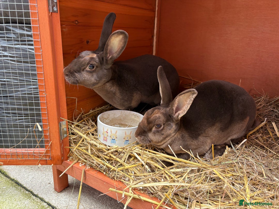 Rex rabbits for sale: Beautiful chocolate mini rex girls - Image 4