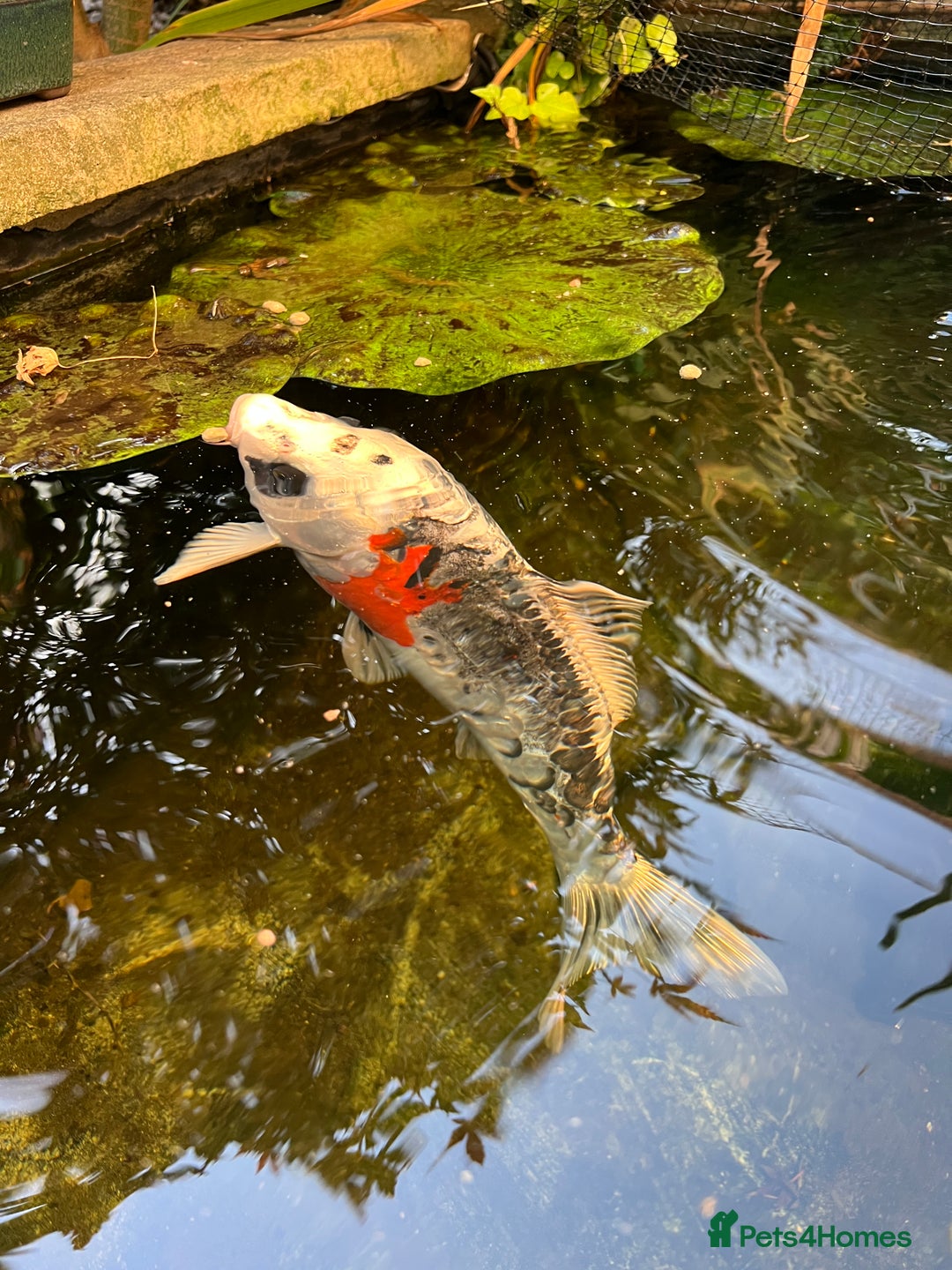 Koi Carp fish for sale: 2 koi Carp for sale  - Image 14
