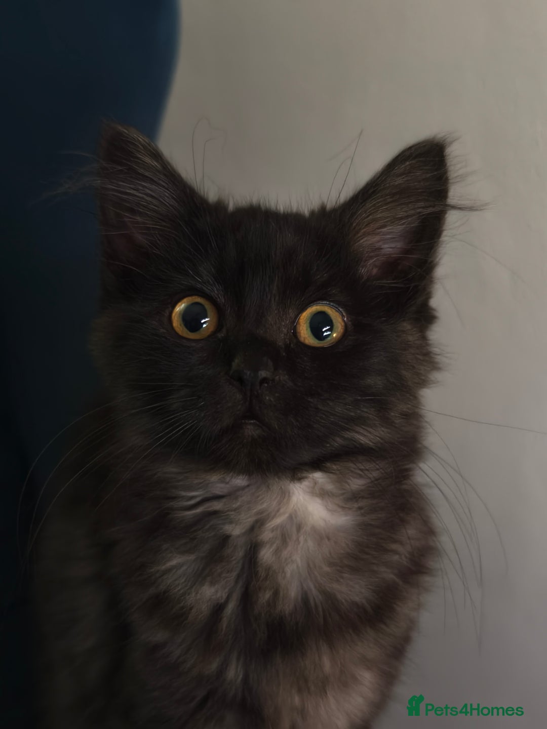 Ragdoll cats for sale: Ragdoll x Shorthair Male - Advert 2