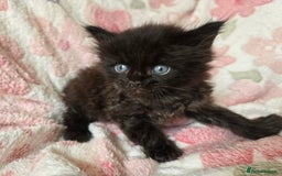 Maine Coon cats for sale: Beautiful playful Maine Coon kittens  - Image 36