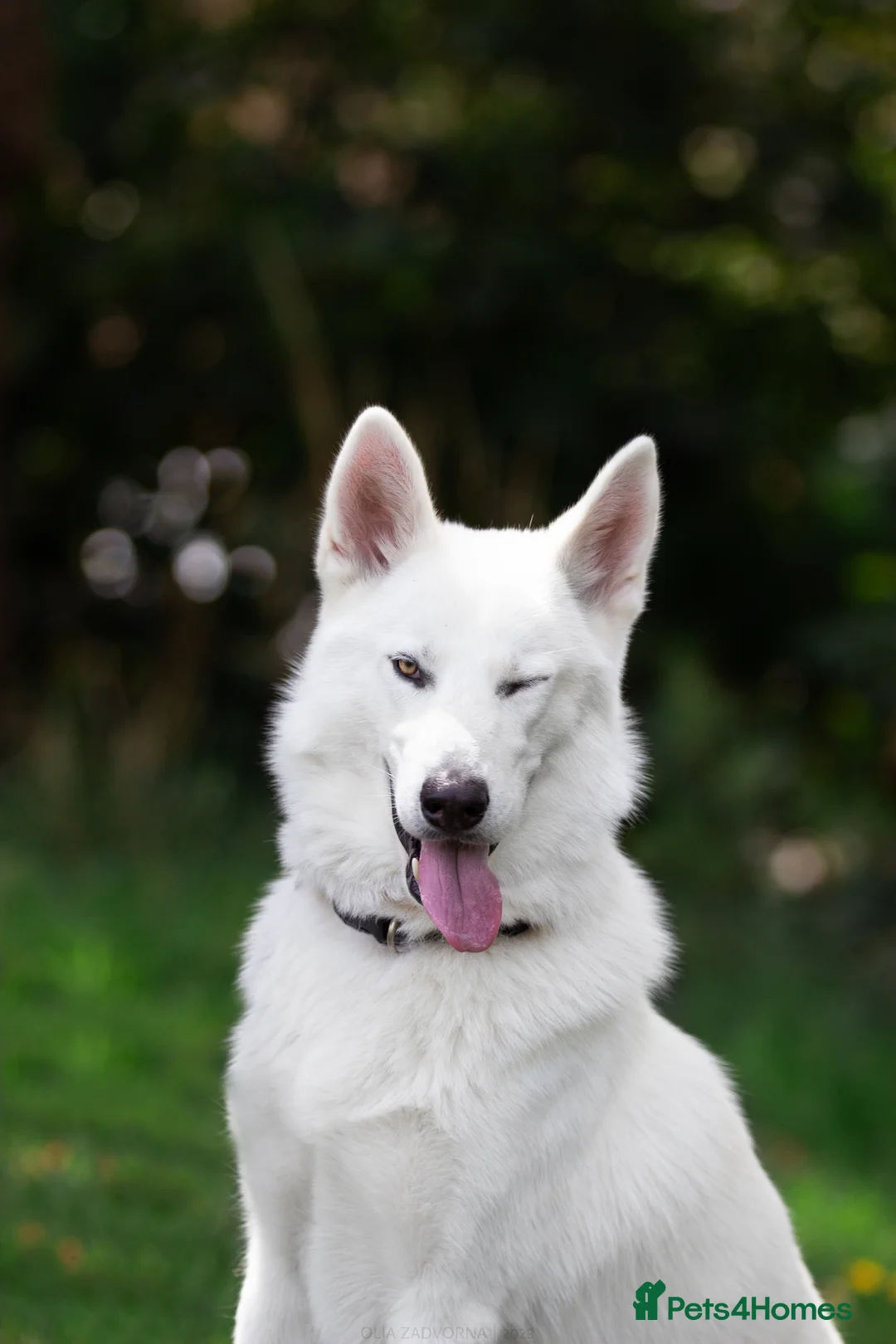 Siberian Husky dogs for stud: White husky available as stud in London - Advert 1