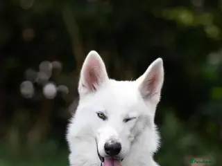 Siberian Husky dogs White husky available as stud - Advert 2