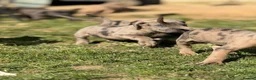 Neapolitan Mastiff dogs for sale:  5LEFT Neapolitan Mastiff x Cane Corso  - Advert 16
