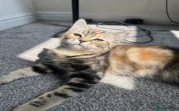 Persian cats for sale: TWO 15 WEEK KITTIES NEED REHOMING TOGETHER (M&F) in Maidstone - Image 18