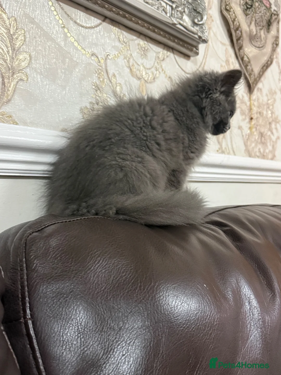 British Longhair cats for sale: 2 British short hairs 250 each 13weeks old in Birmingham - Advert 1