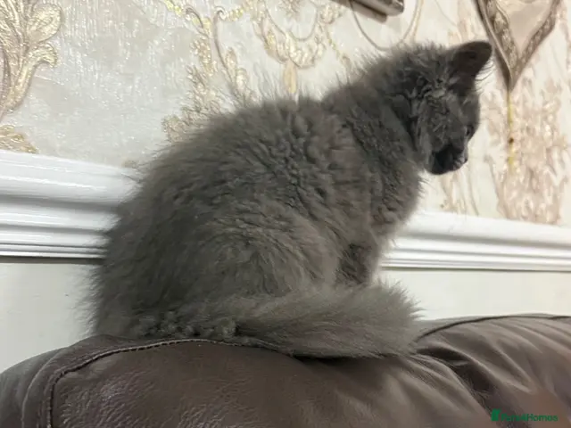 British Longhair cats for sale: 2 British short hairs 250 each 13weeks old - Advert 5