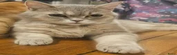 British Shorthair cats for sale: Active Blue golden tabby - Advert 1