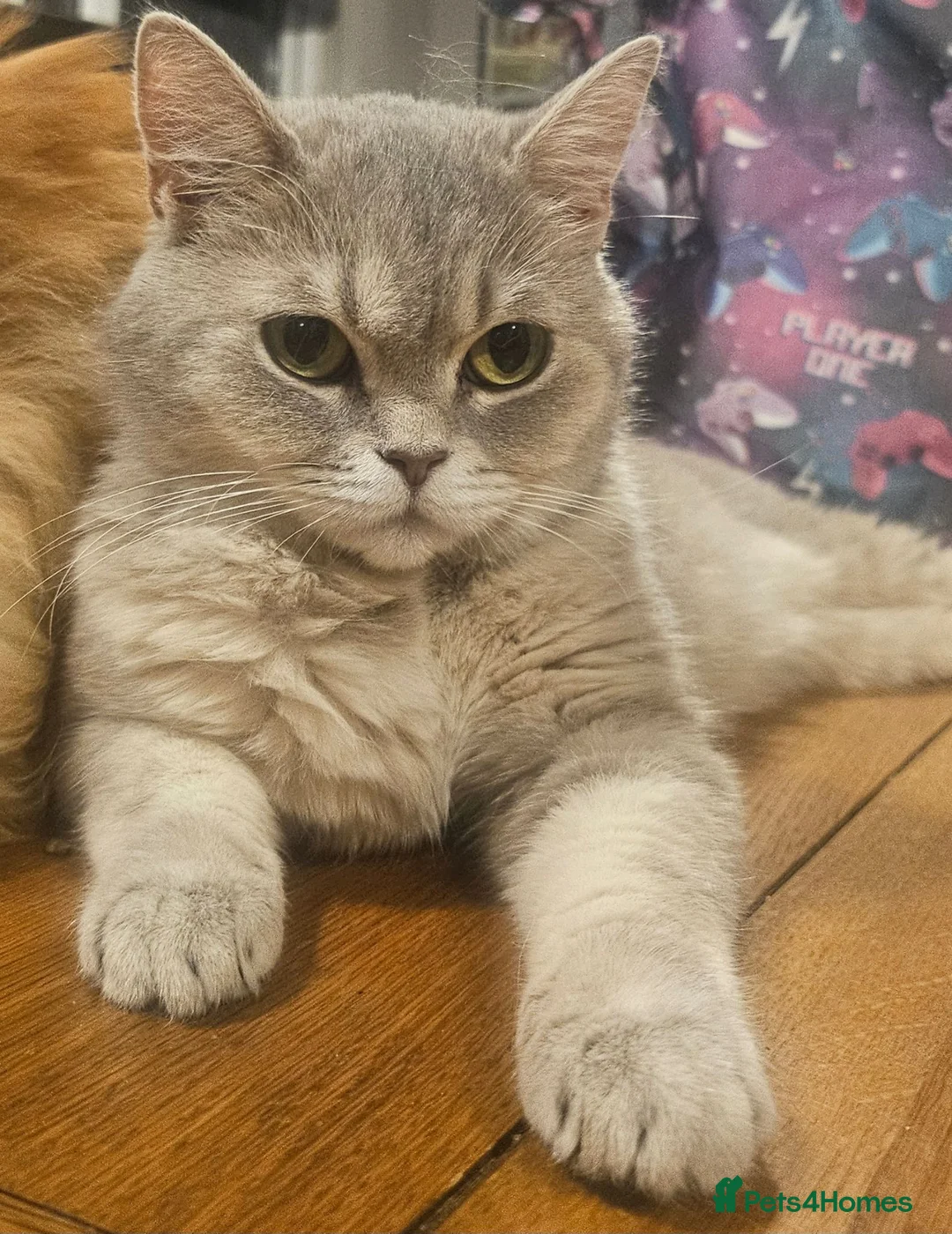 British Shorthair cats for sale: Active Blue golden tabby - Advert 1