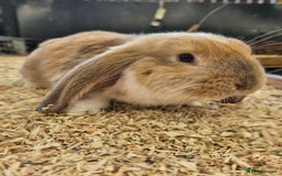 French Lop rabbits for sale: French Lops Ready Now - Image 4