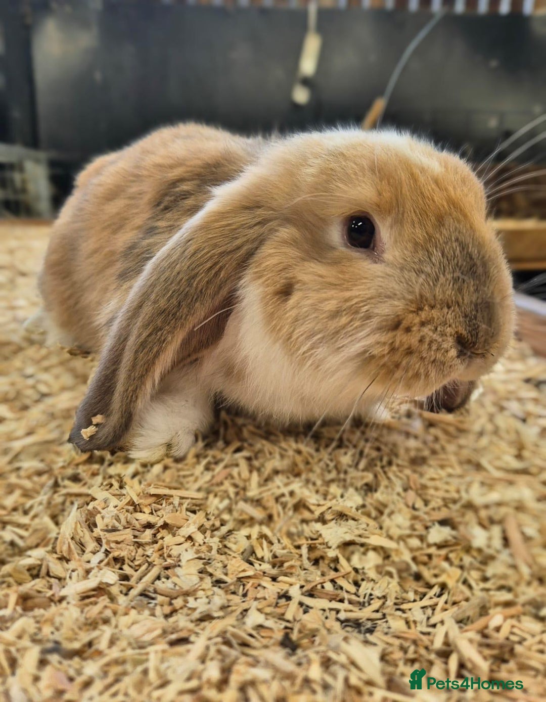 French Lop rabbits for sale: French Lops Ready Now - Image 4