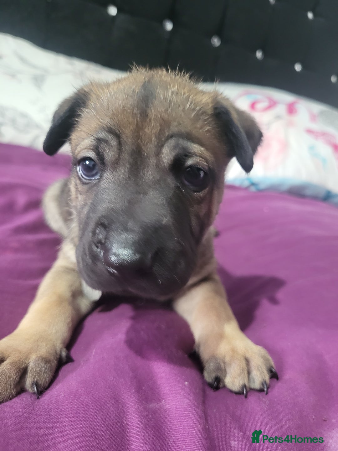 Mixed Breed dogs for sale: Belgian Malinois X Shar-pei puppies  - Image 22