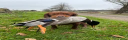 Cocker Spaniel dogs for stud: Dark red KC fully health tested working cockerstud in Sevenoaks - Advert 8