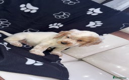 Cocker Spaniel dogs for sale: Sold  - Image 4