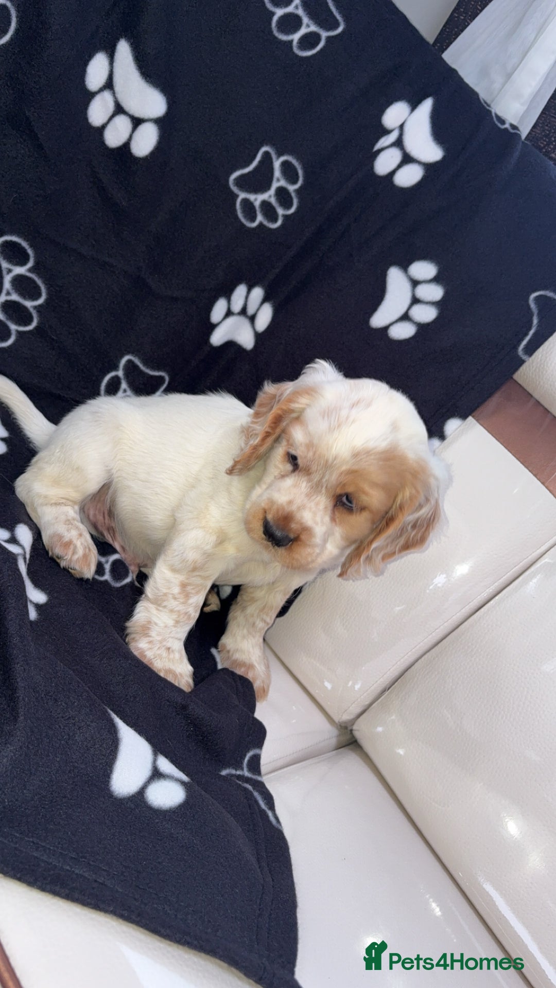 Cocker Spaniel dogs for sale: Sold  - Image 4