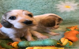 Cocker Spaniel dogs for sale: Show Type Health Tested, KC Reg puppies  - Image 27