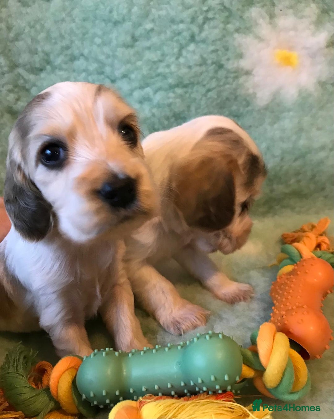 Cocker Spaniel dogs for sale: Show Type Health Tested, KC Reg puppies  - Image 27