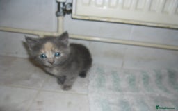 Mixed Breed cats for sale: 5 Beautiful kittens for sale  - Image 6